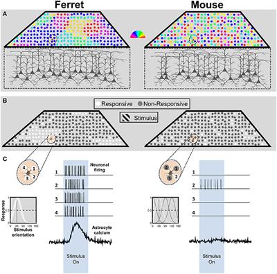 Astrocyte Calcium Responses to Sensory Input: Influence of Circuit Organization and Experimental Factors